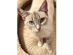 Adopt Cherry Blossom a Siamese