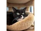 Adopt Oreo a Domestic Short Hair