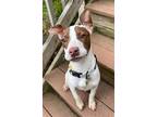 Adopt Lucille A a Pit Bull Terrier
