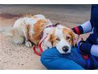 Adopt Moon A a Great Pyrenees