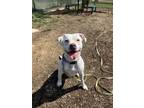 Adopt NINA a Pit Bull Terrier