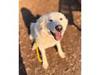 Adopt VELMA a Great Pyrenees