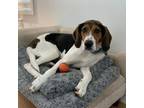 Adopt Teddiursa a Foxhound