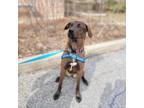 Adopt Brandy a Chocolate Labrador Retriever