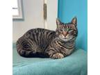 Adopt Pixie a Domestic Short Hair