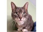 Adopt Trixie a Domestic Short Hair