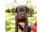 Labrador Retriever Puppy for sale in Wake Forest, NC, USA