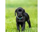 Labrador Retriever Puppy for sale in Wake Forest, NC, USA