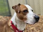 Adopt CHEYENNE a Pit Bull Terrier, Mixed Breed