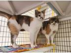 Adopt Frankie & Billie a Domestic Short Hair