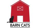 Adopt Barn Cat Saltine a Domestic Short Hair