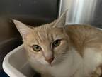 Adopt Alice a Tabby