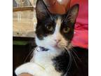 Adopt Toodles a Domestic Short Hair