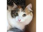 Adopt Chibo a Calico