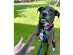 Adopt Athena *FREE ADOPTION FEE* a Labrador Retriever, Mixed Breed