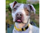 Adopt Pita a Pit Bull Terrier, Mixed Breed