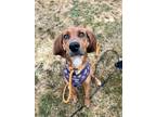 Adopt Ada a Coonhound