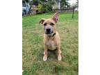 Adopt Zola - Cutest Pittie Mix Pup a Shepherd, Pit Bull Terrier