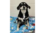 Adopt Amy a Labrador Retriever, Husky