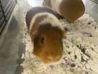 Adopt COOKIE a Guinea Pig