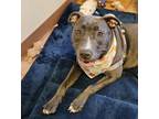 Adopt Layla a Pit Bull Terrier, Mixed Breed