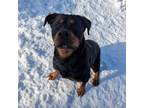 Adopt Helen a Rottweiler