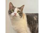 Adopt Nova a Domestic Short Hair