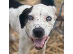 Adopt Mona a Mixed Breed