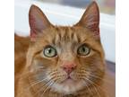 Adopt Max a Domestic Short Hair