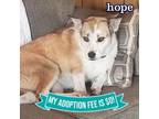 Adopt Hope a Mixed Breed