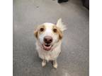 Adopt BRITTANY a Border Collie, Mixed Breed