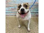 Adopt Yankee Doodle a Pit Bull Terrier