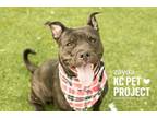 Adopt Zayda a Pit Bull Terrier, Mixed Breed