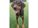 Adopt Clara 3221 a Doberman Pinscher