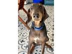 Adopt Cleopatra 3220 a Doberman Pinscher