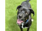 Adopt Nancy - Adopted! a Labrador Retriever, Terrier