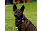 Adopt Ratu a Staffordshire Bull Terrier, Shepherd