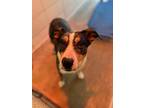 Adopt Coco a Pit Bull Terrier, Cattle Dog