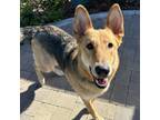 Adopt Tate - City of Industry Location a German Shepherd Dog