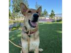 Adopt Tate - City of Industry Location a German Shepherd Dog