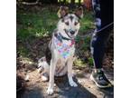 Adopt Juliet - Claremont Location a Husky, Shepherd