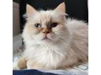 Adopt Carol a Himalayan