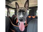 Adopt Koala a Pit Bull Terrier