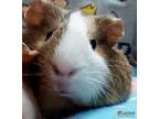 Adopt Plum (bonded to Puddin') a Guinea Pig