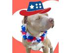 Adopt Ruby a Pit Bull Terrier