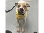 Adopt Spirit a Pit Bull Terrier