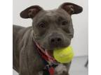 Adopt Lani a Pit Bull Terrier