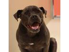 Adopt Bella Ella a Pit Bull Terrier