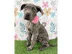 Adopt Amelia a Mastiff, Pit Bull Terrier