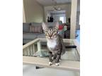 Adopt Blue Fairy (Pinocchio Litter) a Domestic Short Hair